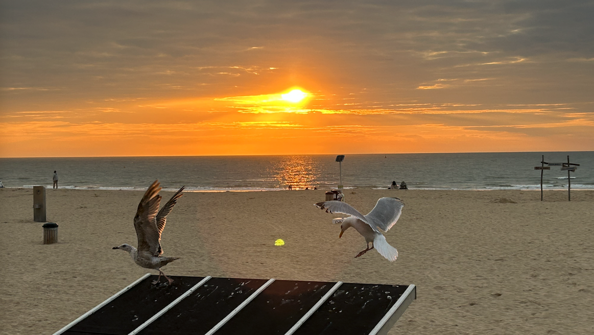 Hundeglück am Meer: Warum ein Nordsee-Urlaub im Ferienhaus einfach unschlagbar ist