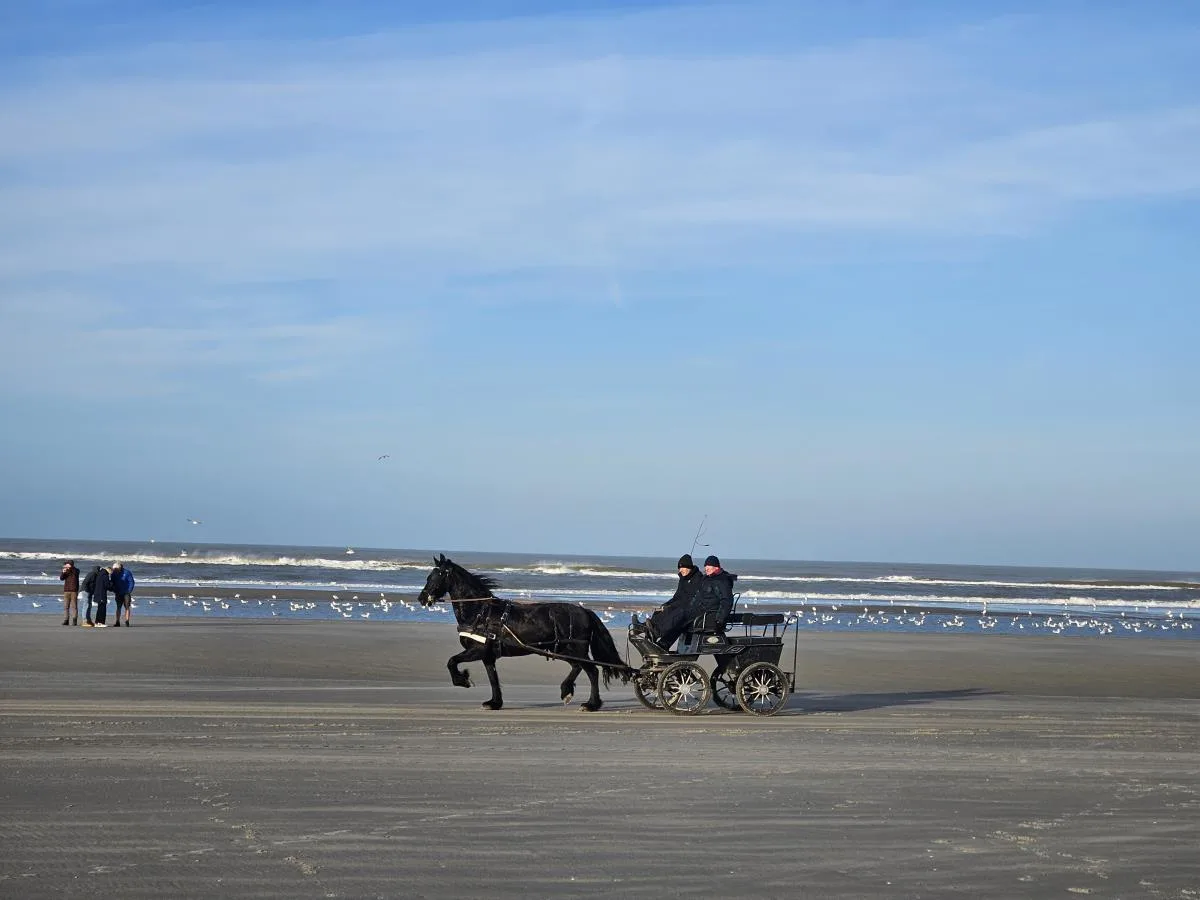 Strandläufer 37