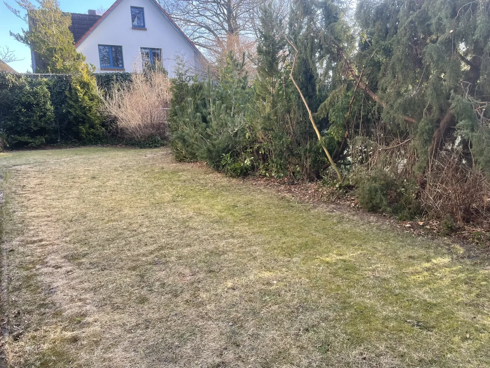 Kohlmeise