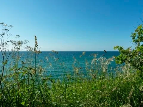 Strandläufer in der Villa Rosita