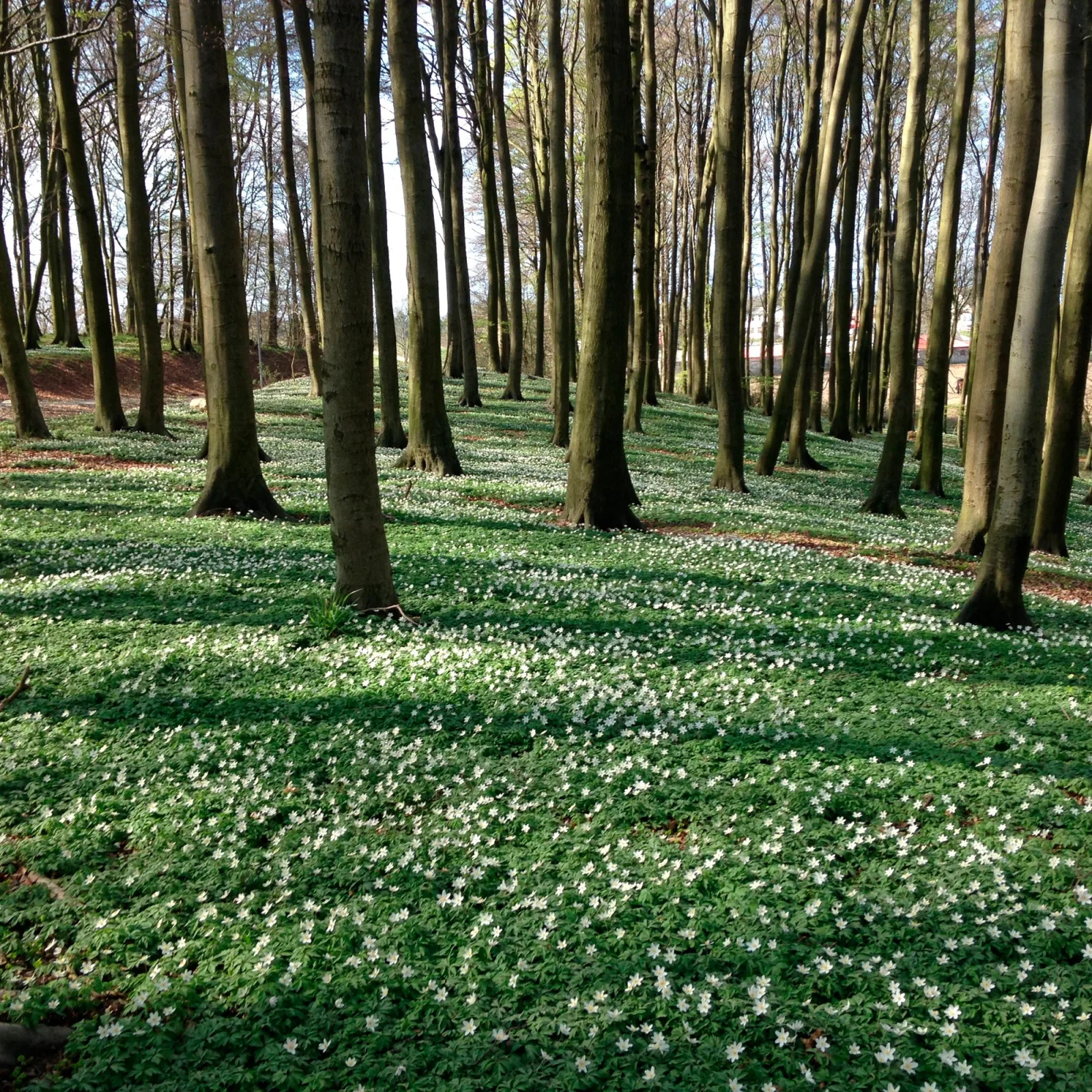Hof Uhleck am Königsstuhl 1