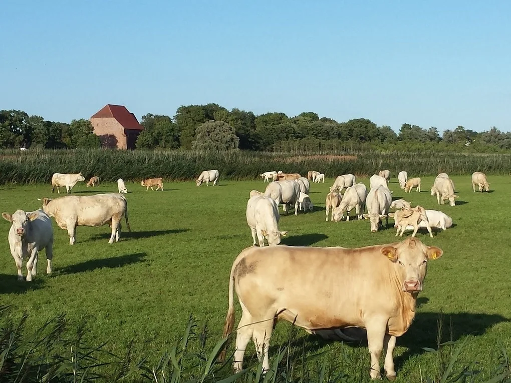 Landhaus am Teich - Saaler - Bodden - Ferienwohnung blau
