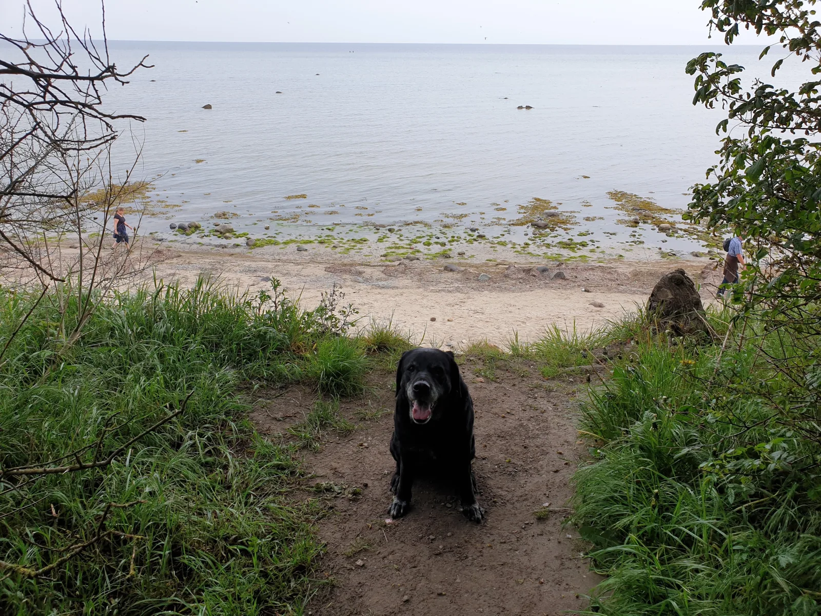 Ostsee-Schwänchen II