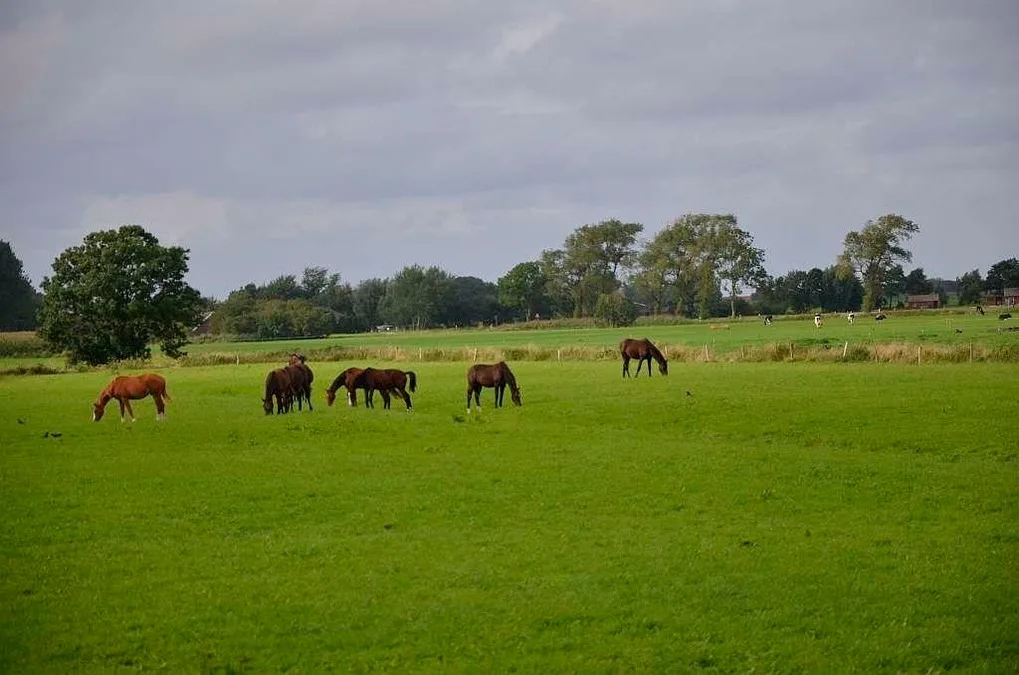 Ferienwohnung SMUTJE in Werdum