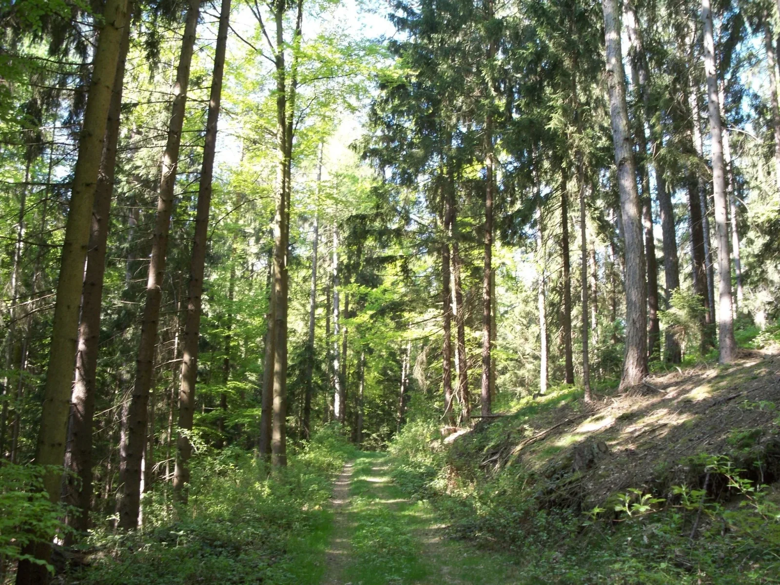 Blockhaus Hedwig Haus 4