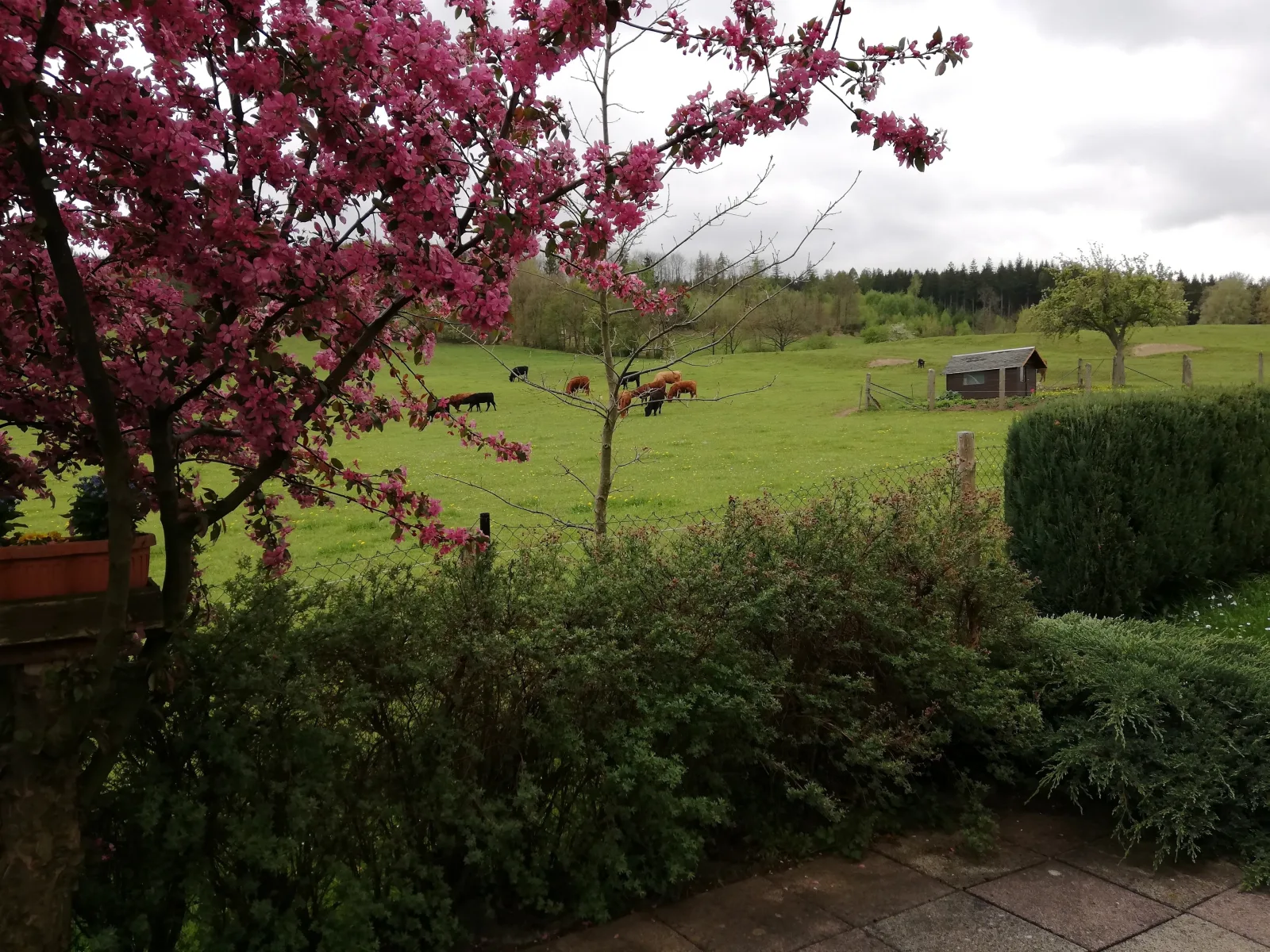Waldblick