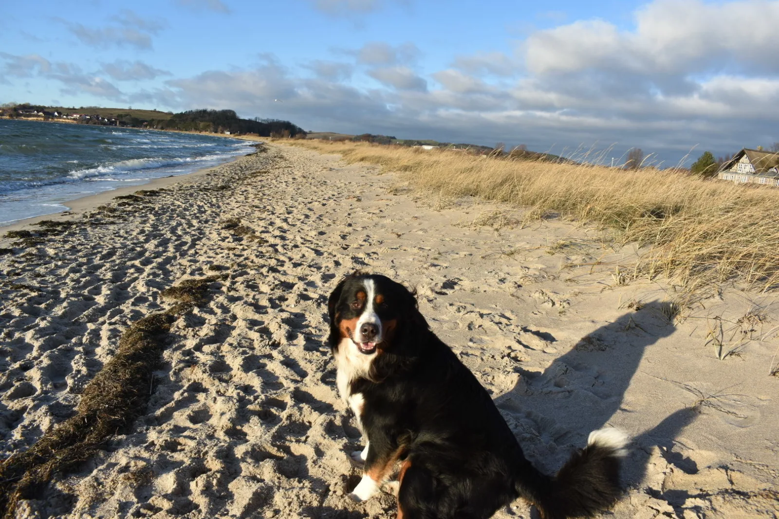 Ferienhaus Schäferhund