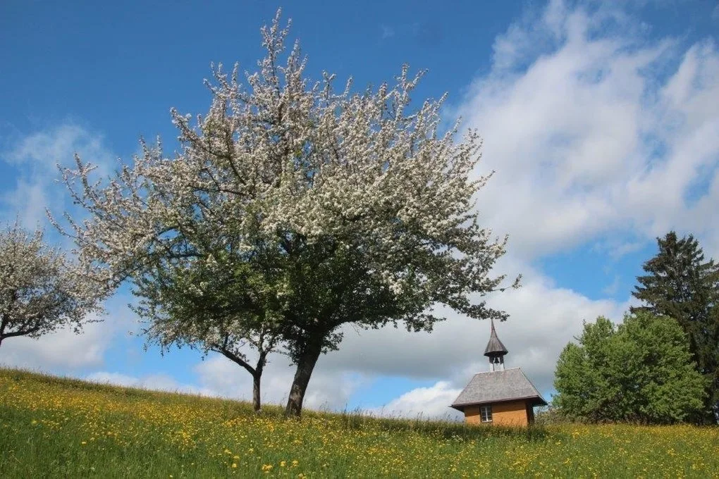 Gästehaus Holzer Kreuz - Ferienwohnung "Narzisse"