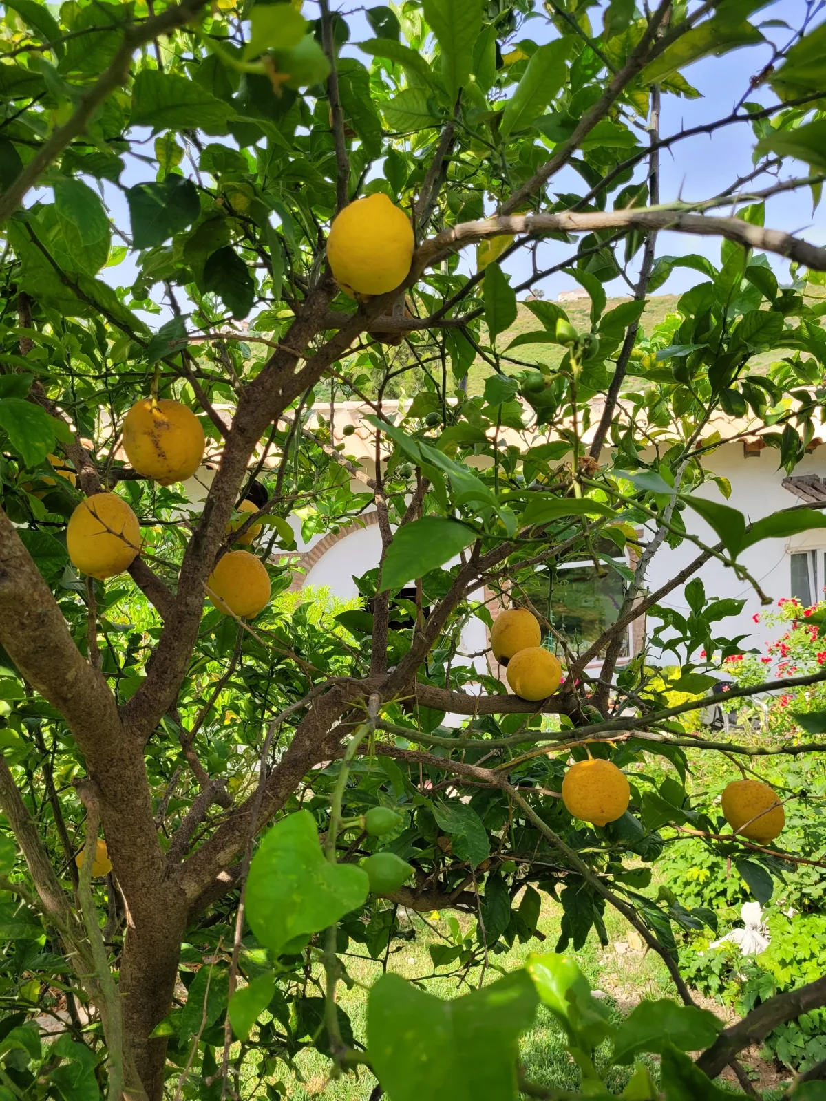 Finca La Ladera