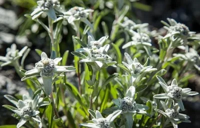 Edelweiss