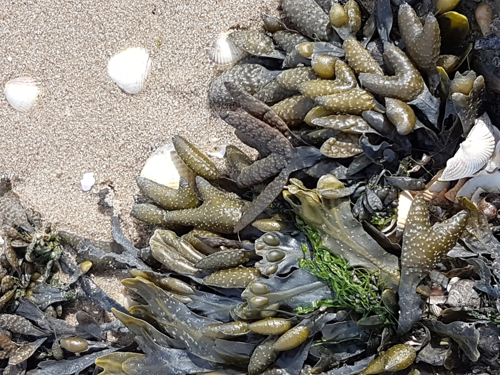 Haus am Meer Eckwarden