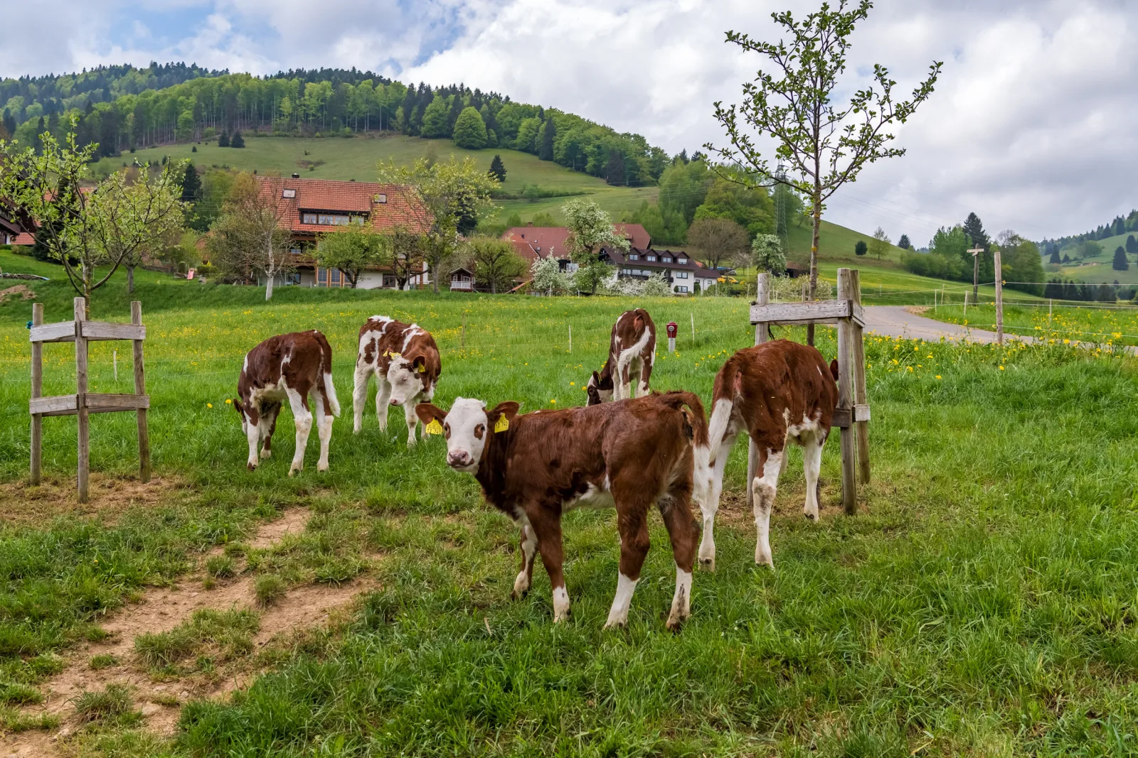 Schwarzwaldliebe