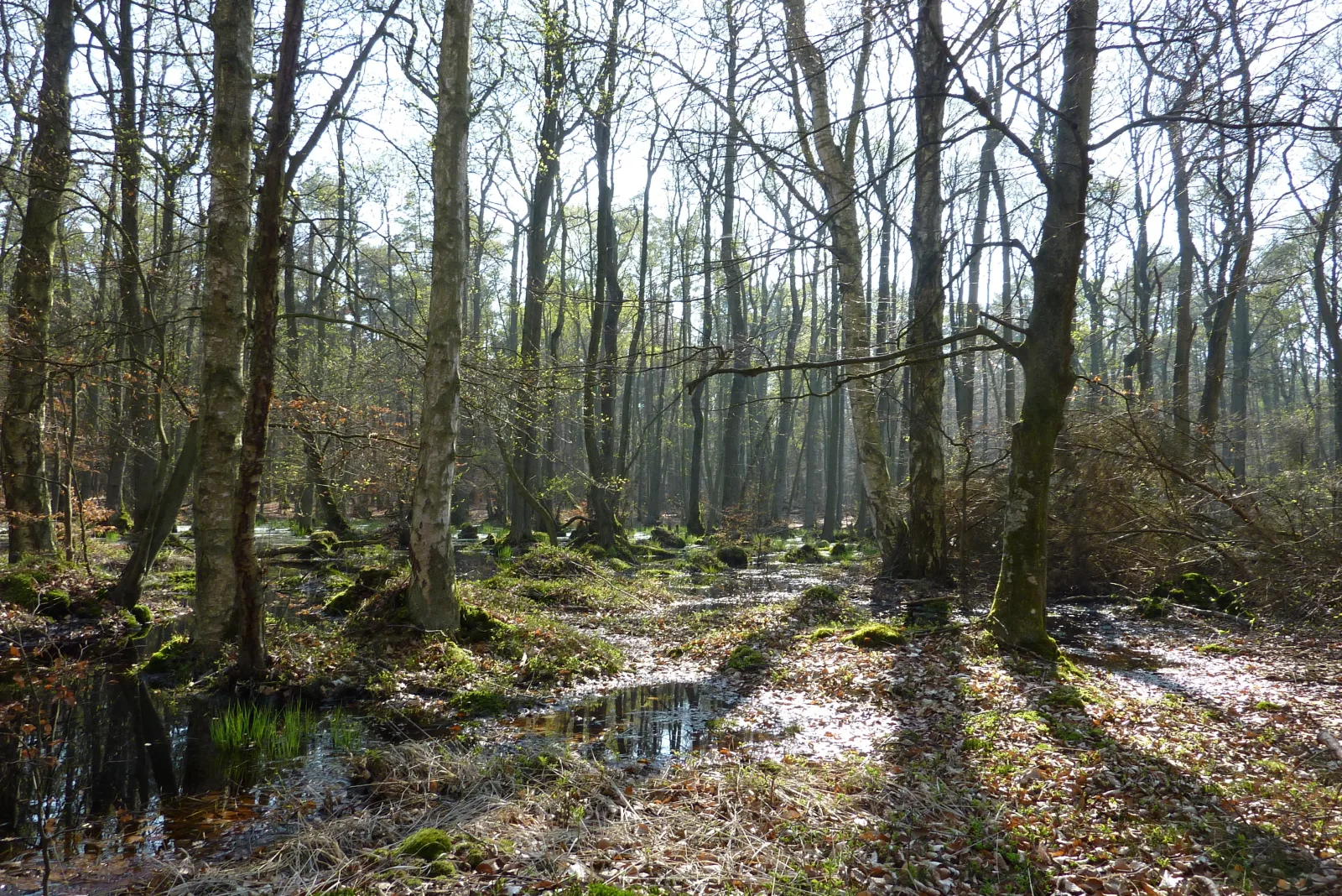 FeWo Weststrand - Heuser Prerow