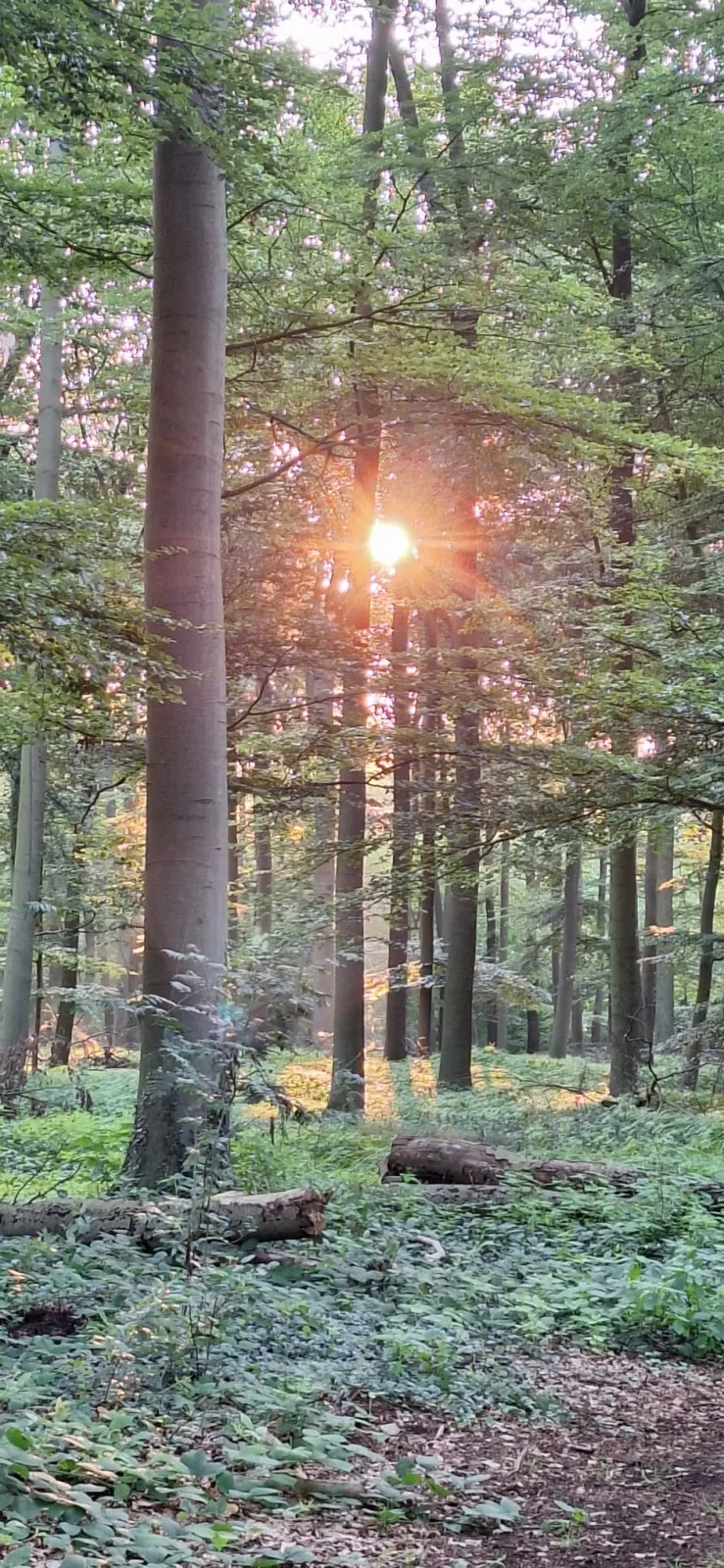 Traumhaftes Reetdachhaus "Grote Eken" in der Lüneburger Heide