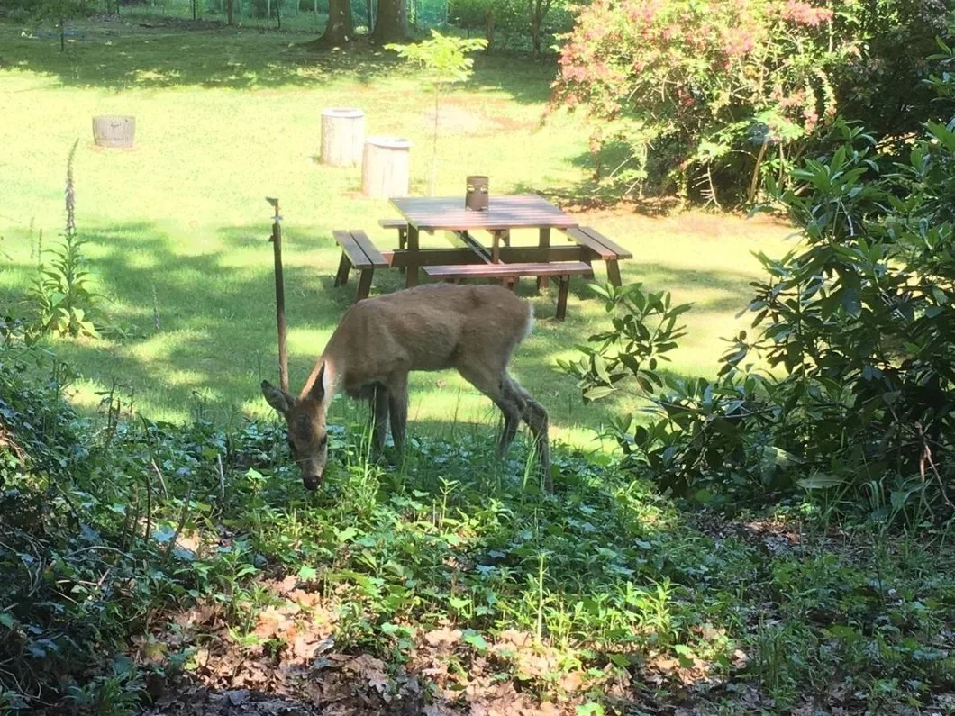 Traumhaftes Reetdachhaus "Grote Eken" in der Lüneburger Heide