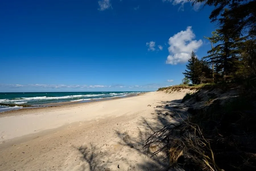 Stranddistel