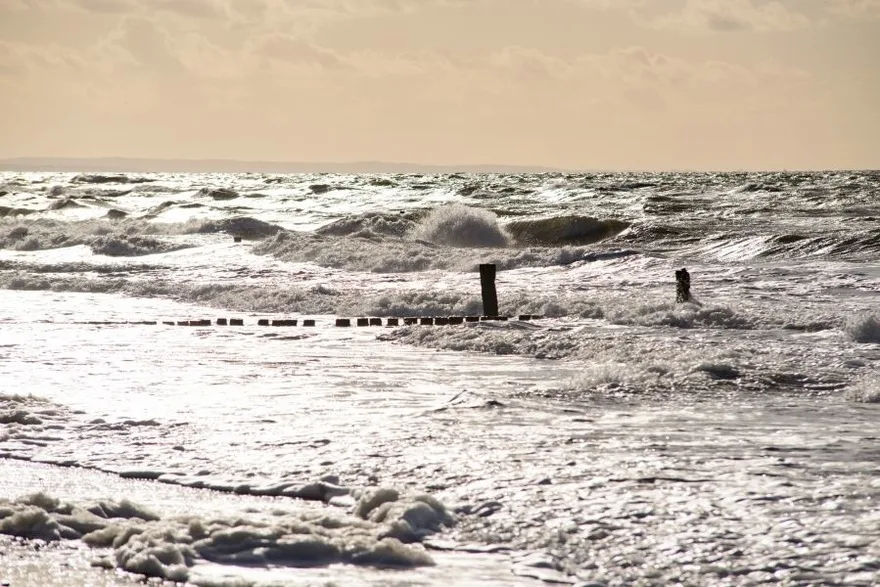 Stranddistel