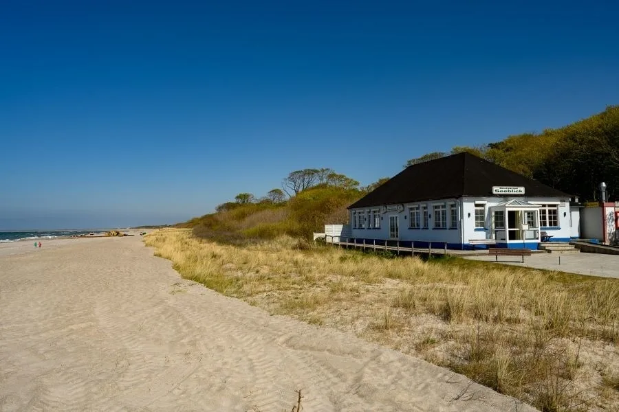 Stranddistel