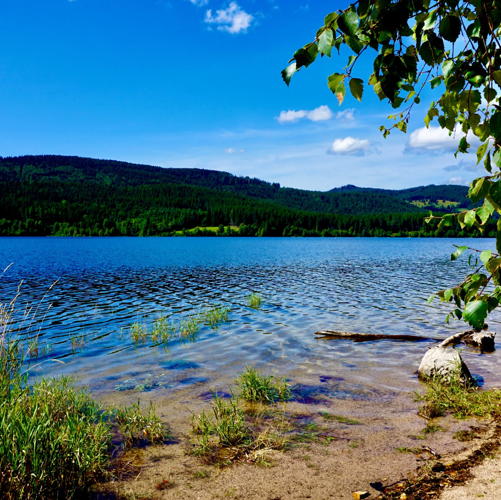 Ferienwohnung Tanja - Auszeit Schluchsee - Oase der Stille -