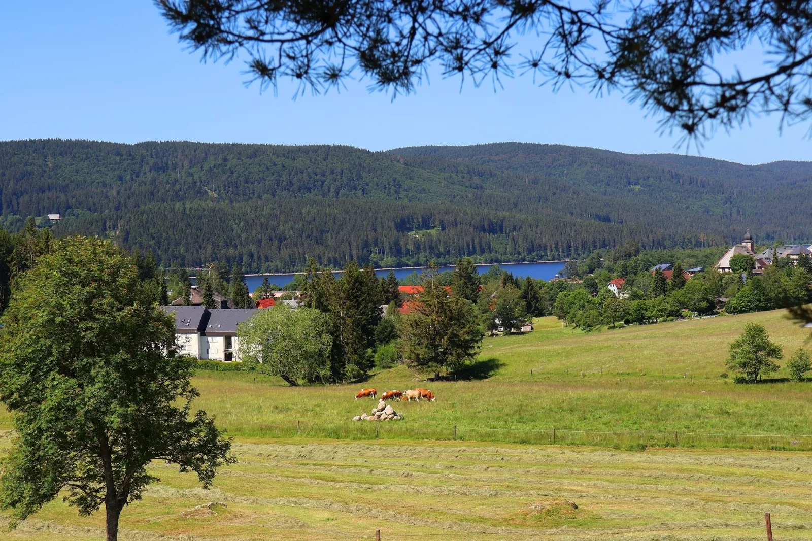 Ferienwohnung Tanja - Auszeit Schluchsee - Oase der Stille -