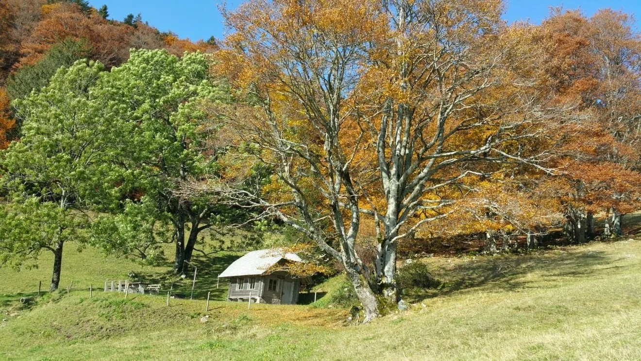 Haus Föhrenbach