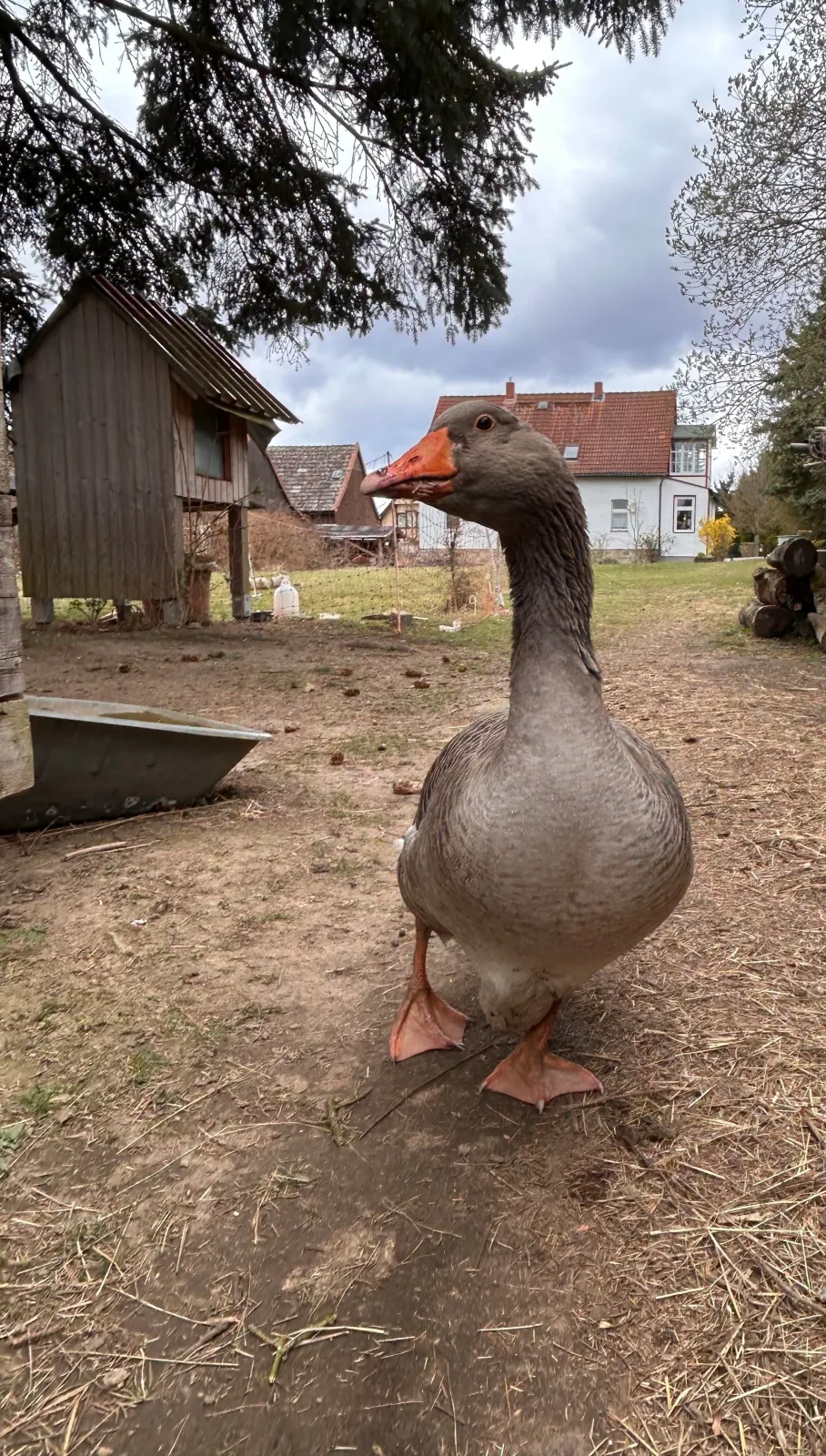 Harzglück