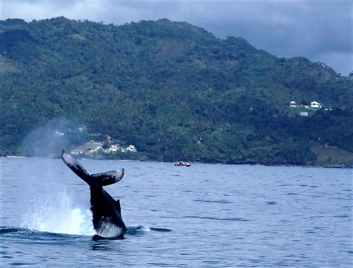 Bungalow de Ballenas