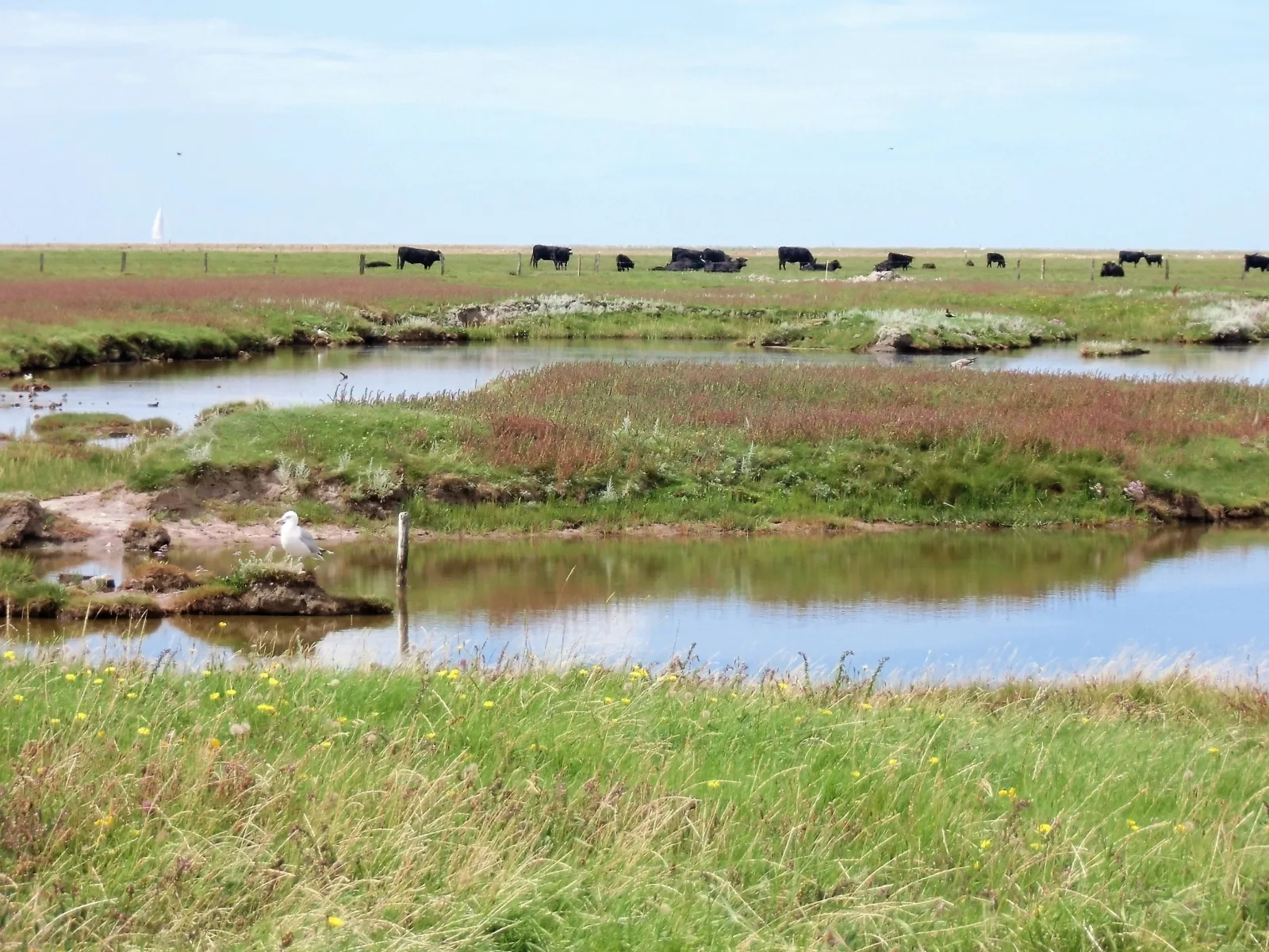 Haus Halligblick, Ferienwohnungen am Wattenmeer, Whg.Hooge