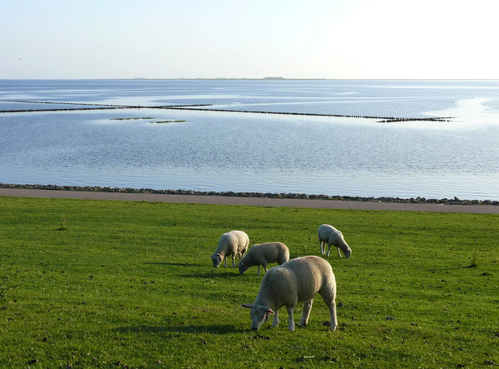 Haus Halligblick, Ferienwohnungen am Wattenmeer, Whg. Langenneß