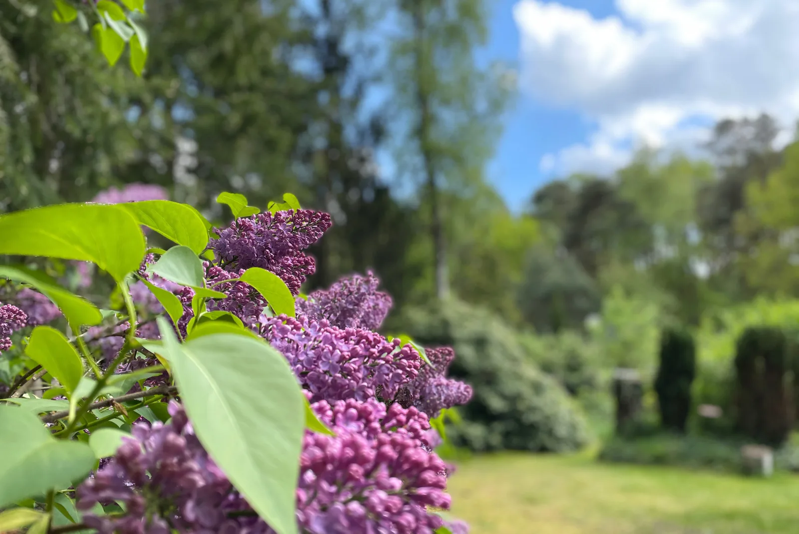 Steinhuder Meer Ferienhaus Schwalbennest