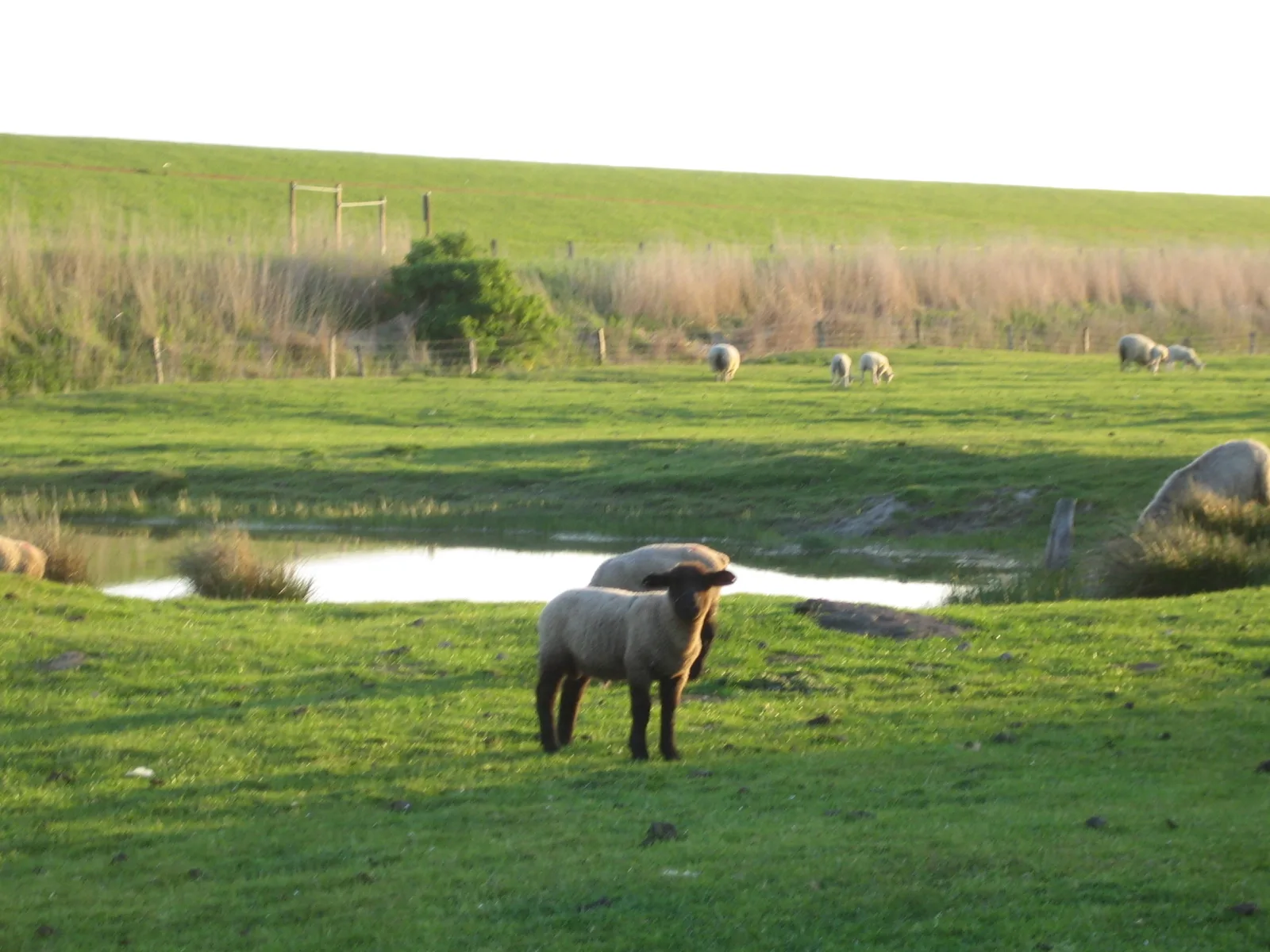 Haus Halligblick, Ferienwohnungen am Wattenmeer, Whg. Hamburger Hallig