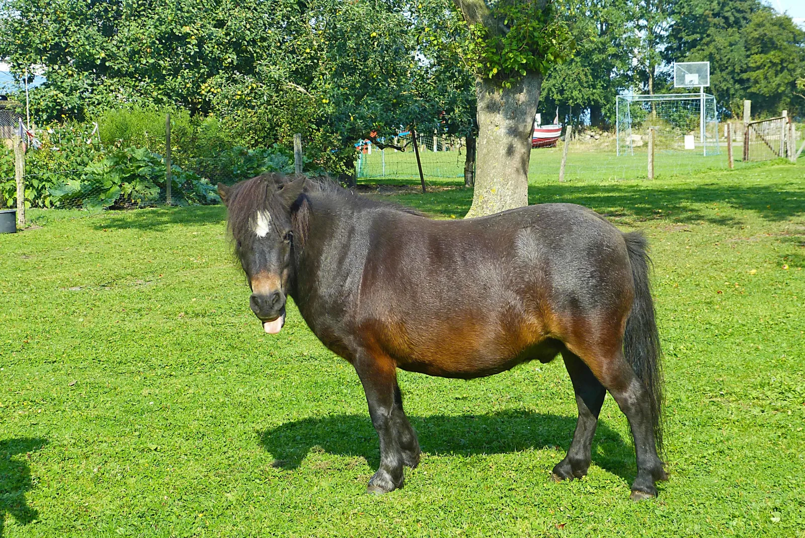 Blütenpracht