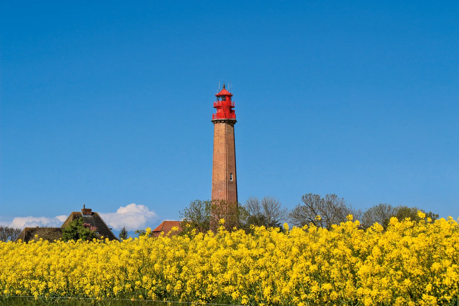 Blütenpracht