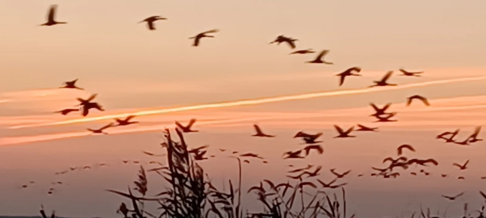 FeWo Seeadler - Heuser Prerow