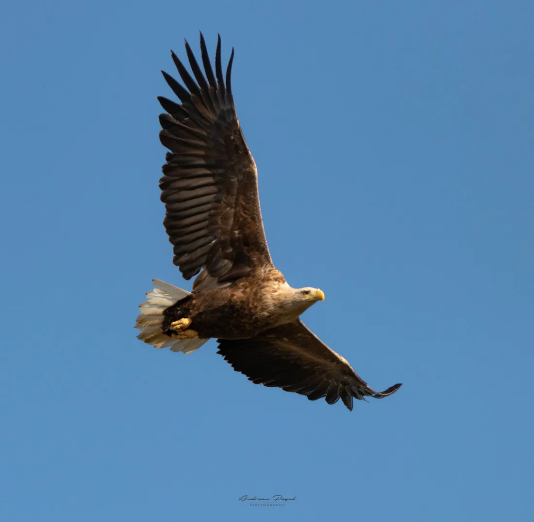 FeWo Seeadler - Heuser Prerow