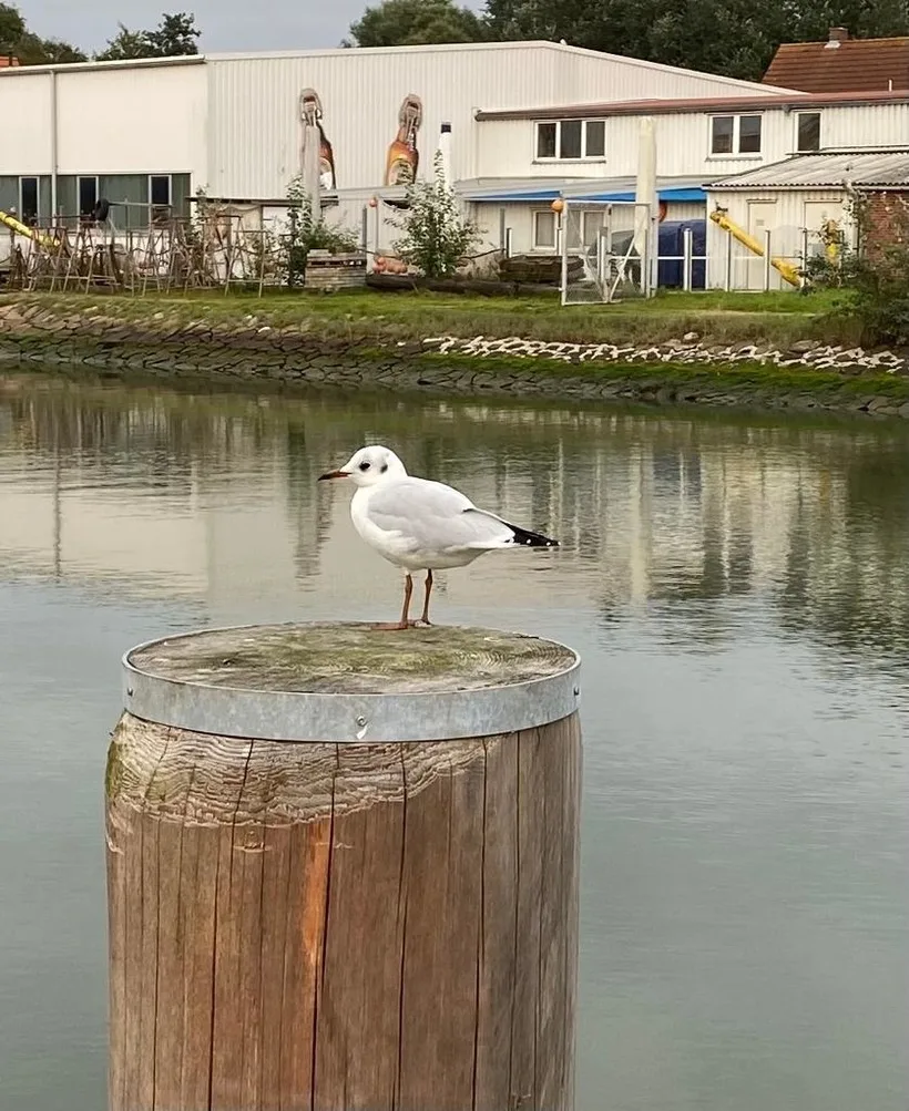 Flip-Flop Ferienwohnung Strandkorb Büsum EXKLUSIV,Hafennähe
