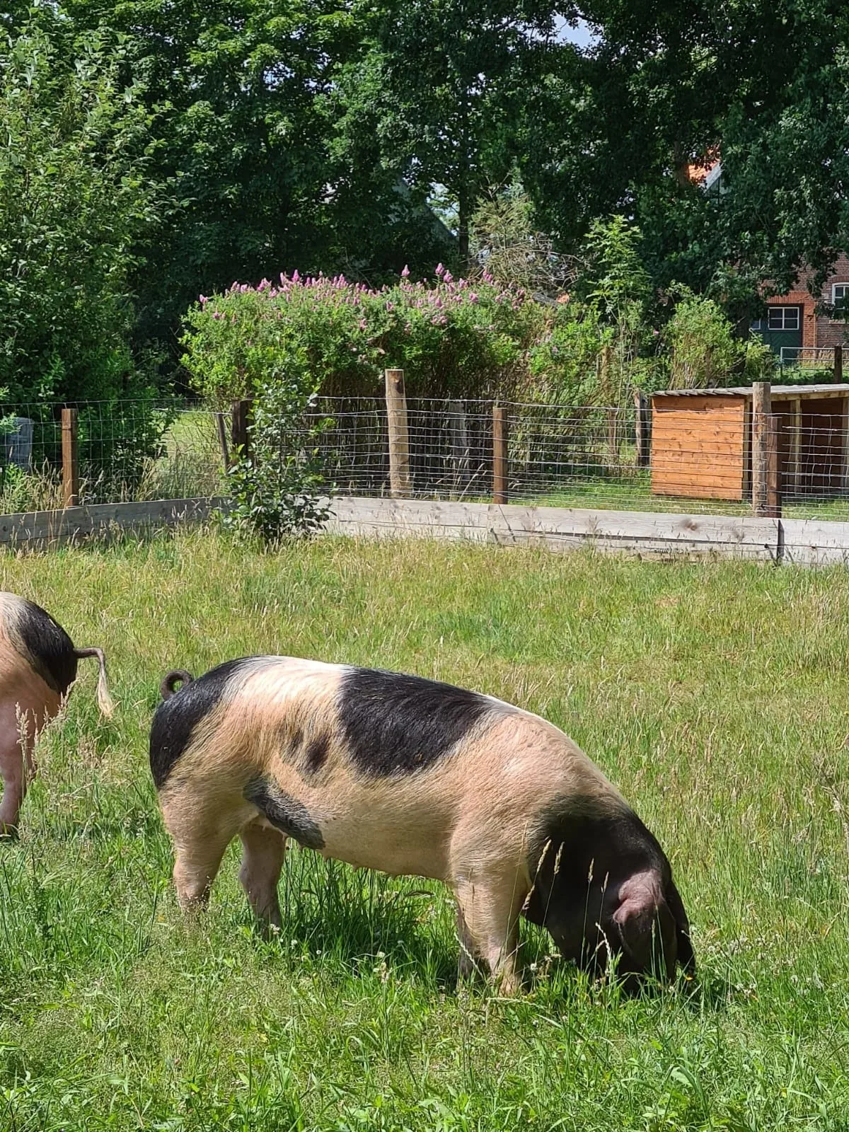 Naturhof Buschwiesen - Wohnung Lama