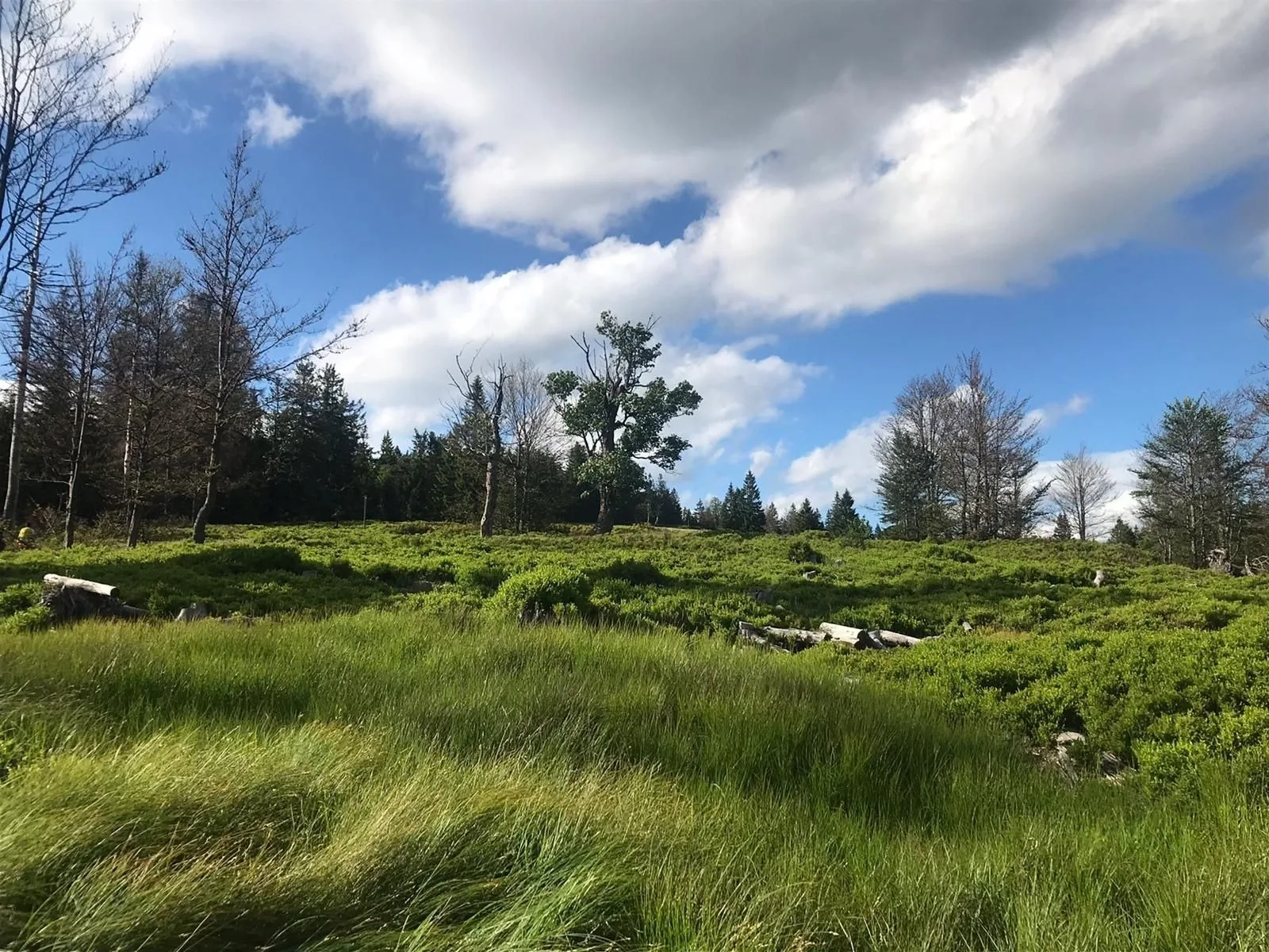 Wildnisresidenz am Nationalpark - FeWo kolonial