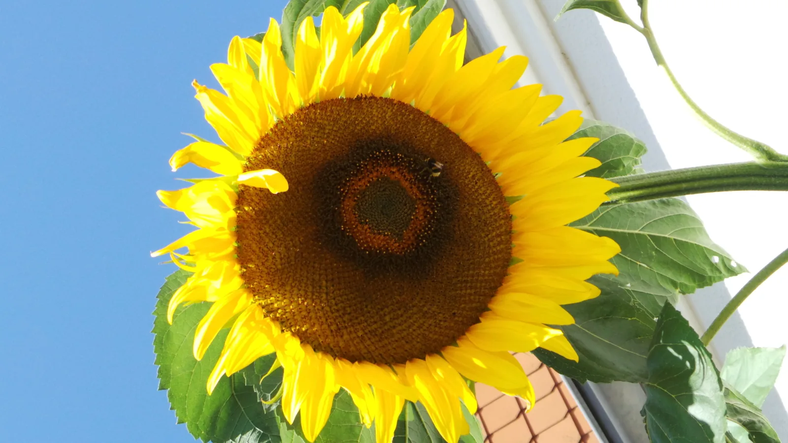 Sonnenblume