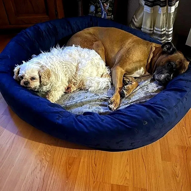 Eifel Urlaub mit Hunden Ferienhaus Schwalbennest Schalkenmehren