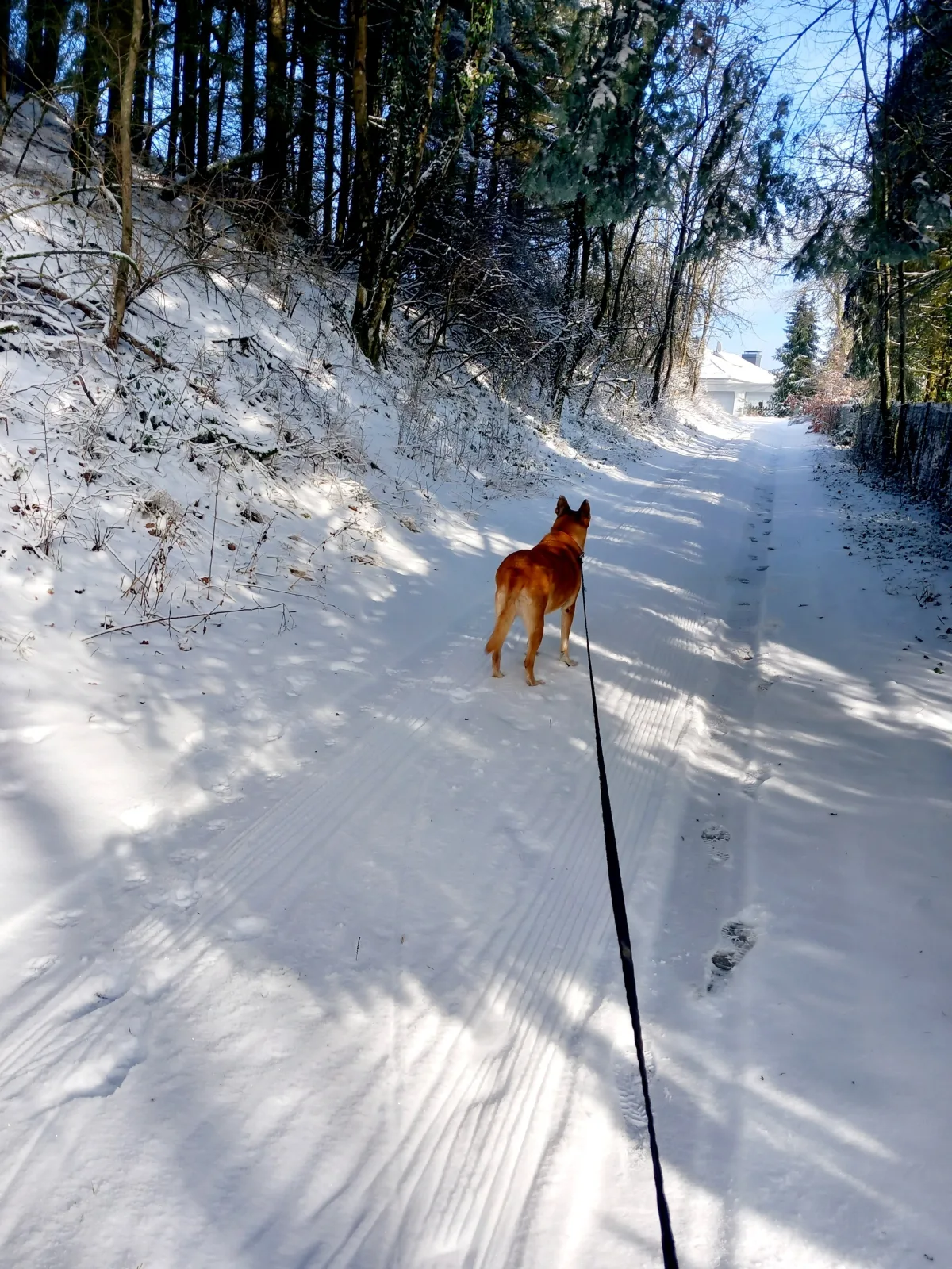 Eifel Urlaub mit Hunden Ferienhaus Schwalbennest Schalkenmehren