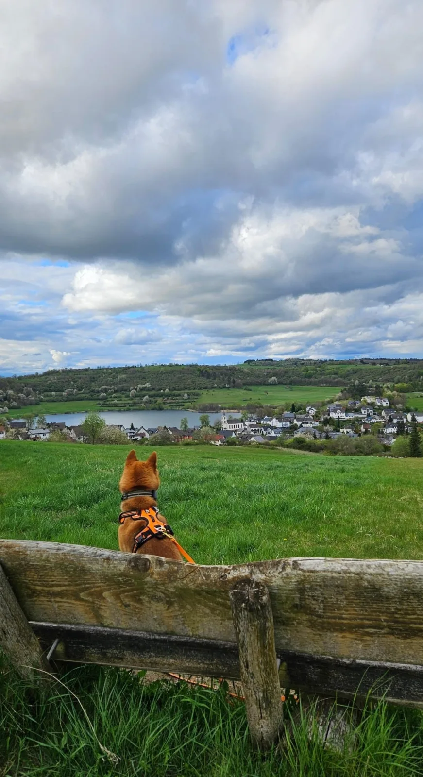 Eifel Urlaub mit Hunden Ferienhaus Schwalbennest Schalkenmehren
