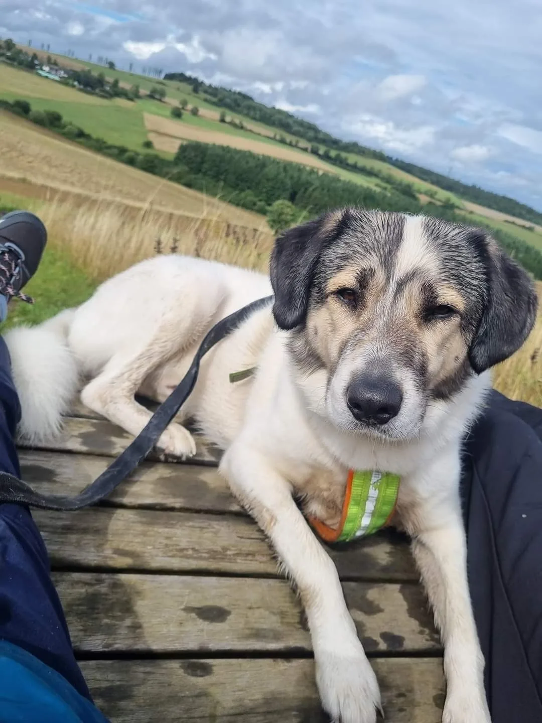 Eifel Urlaub mit Hunden Ferienhaus Schwalbennest Schalkenmehren