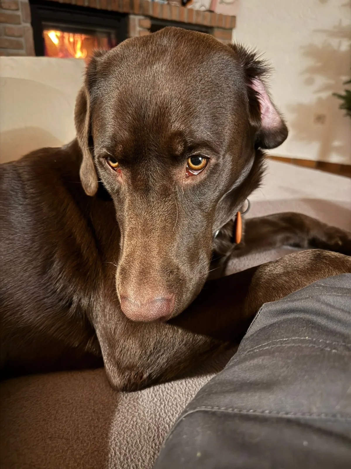 Eifel Urlaub mit Hunden Ferienhaus Schwalbennest Schalkenmehren