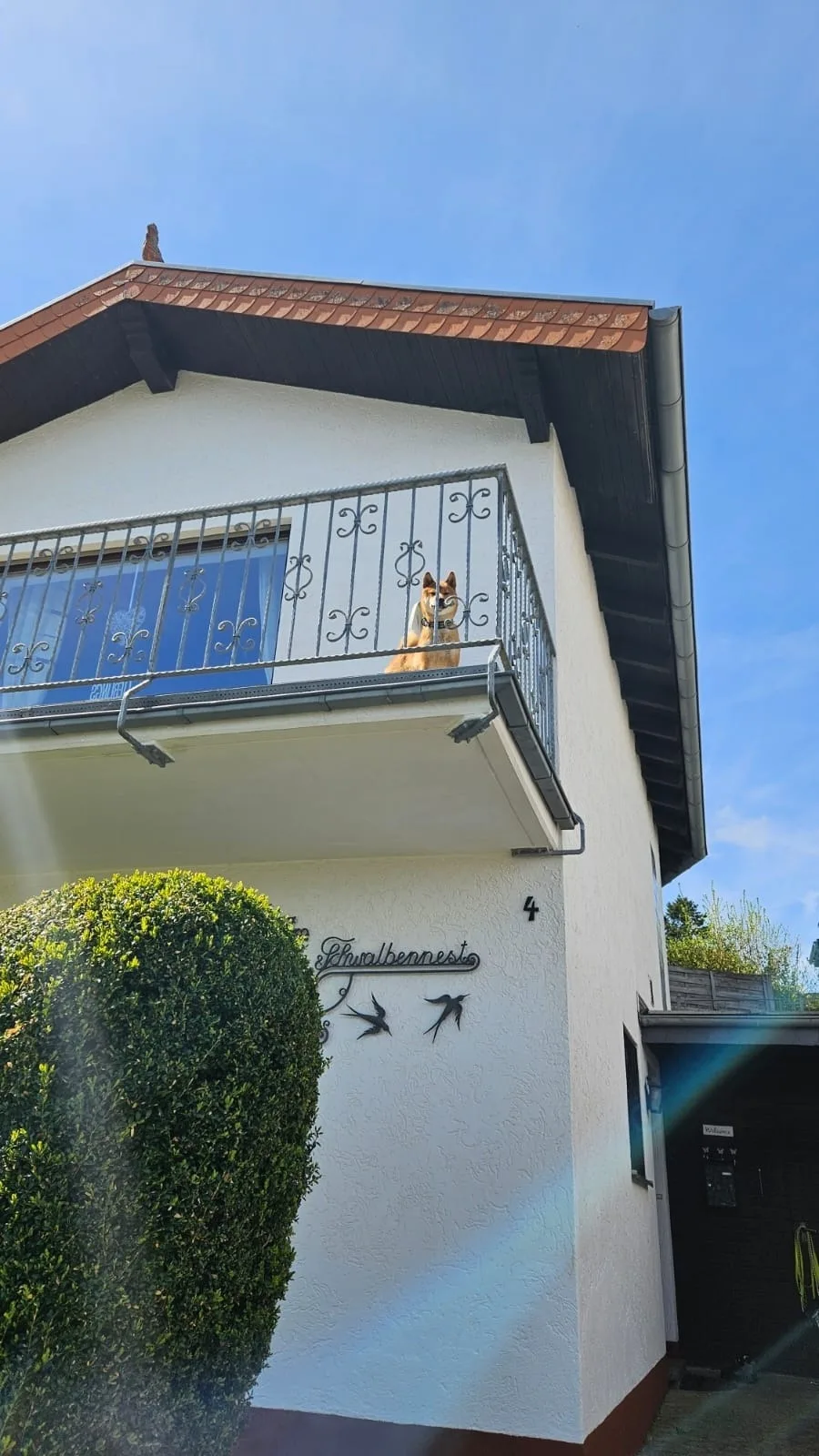 Eifel Urlaub mit Hunden Ferienhaus Schwalbennest Schalkenmehren