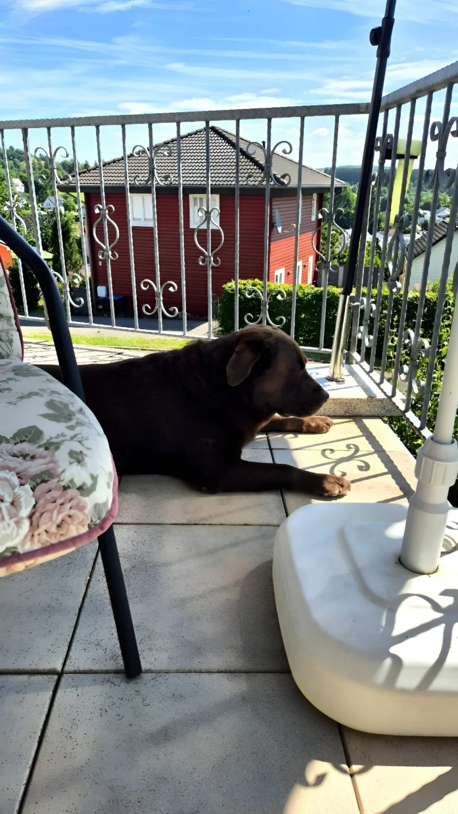 Eifel Urlaub mit Hunden Ferienhaus Schwalbennest Schalkenmehren