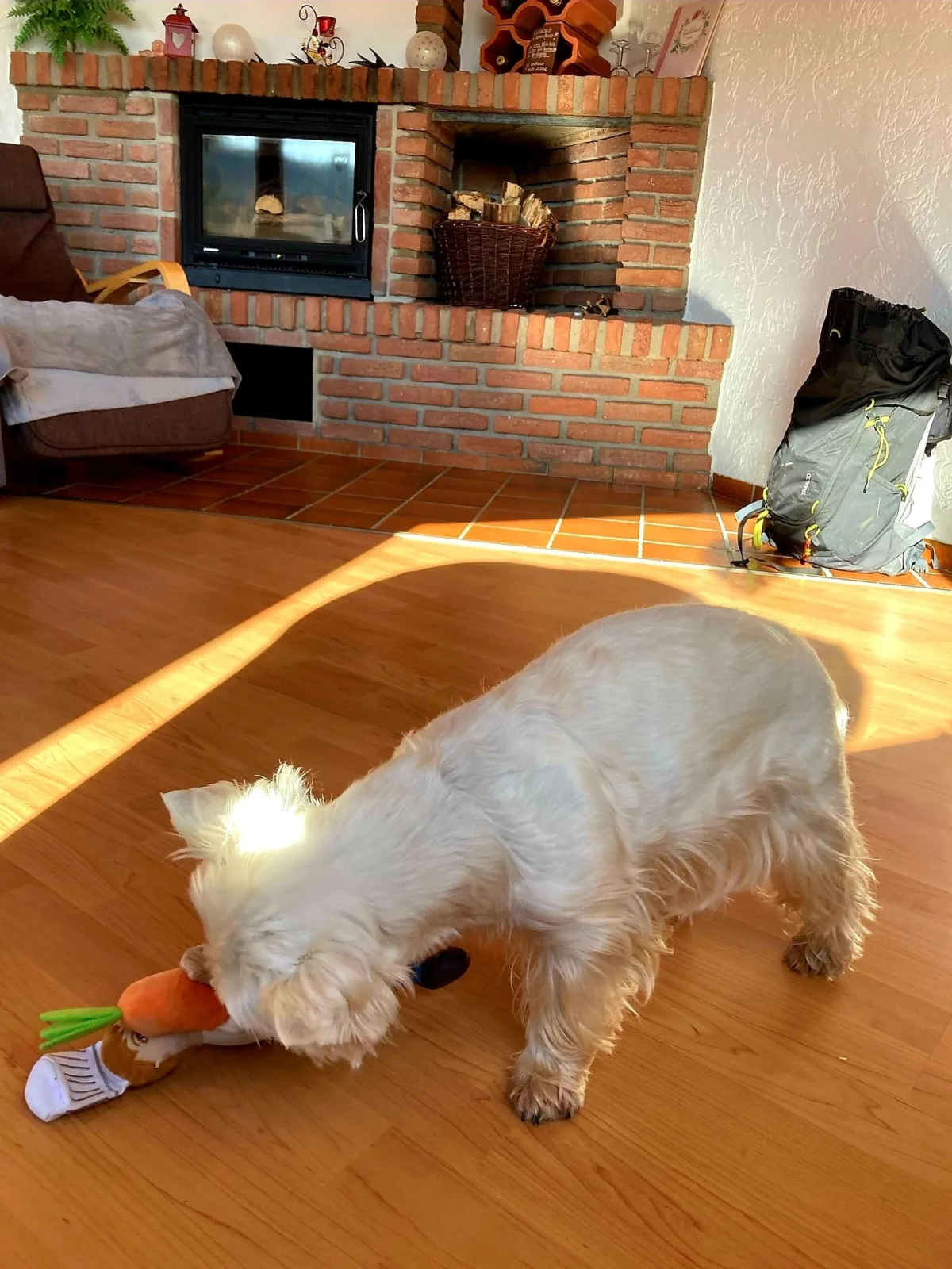 Eifel Urlaub mit Hunden Ferienhaus Schwalbennest Schalkenmehren