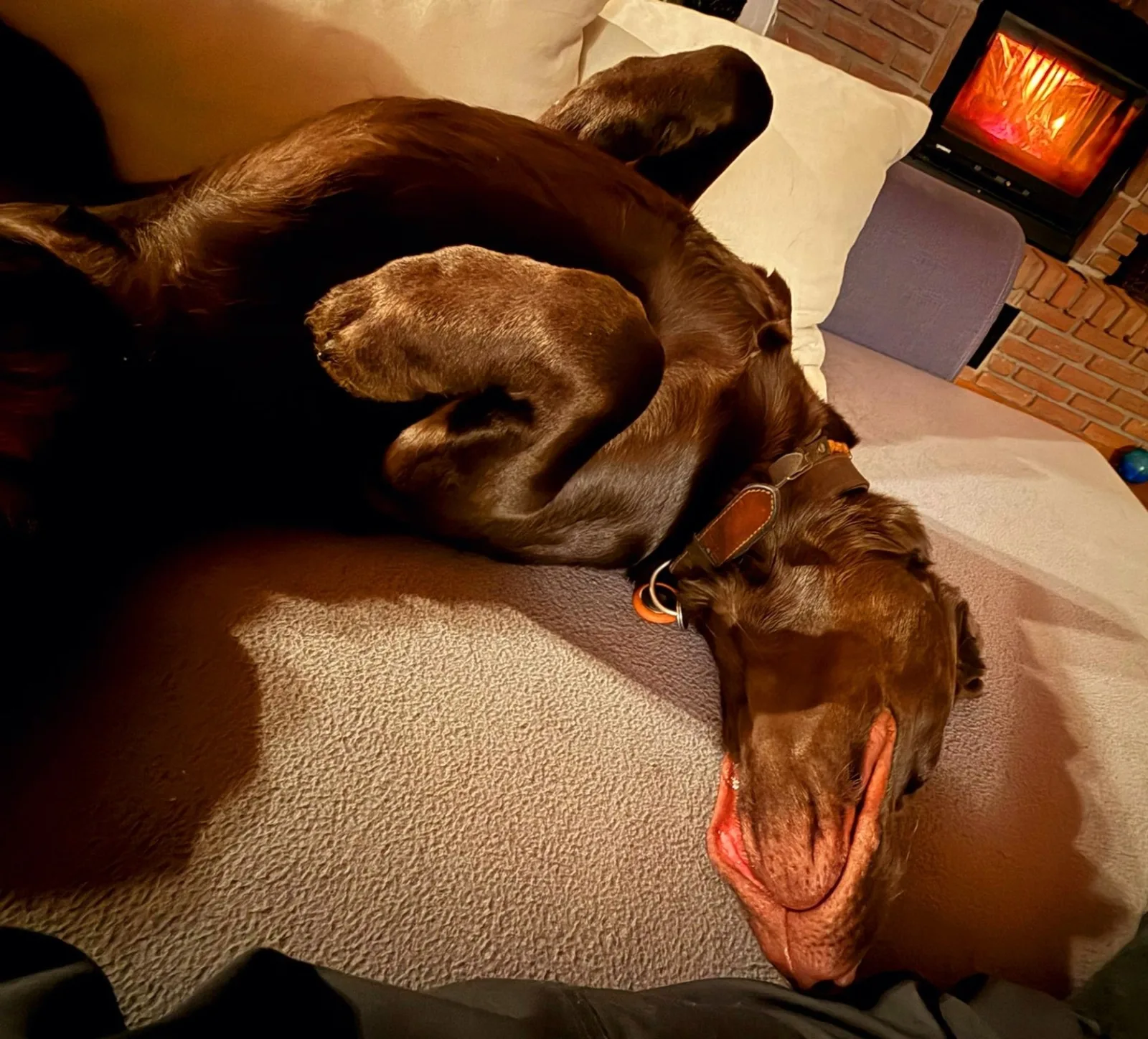Eifel Urlaub mit Hunden Ferienhaus Schwalbennest Schalkenmehren