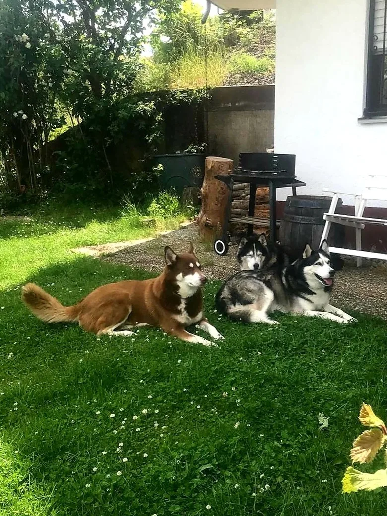 Eifel Urlaub mit Hunden Ferienhaus Schwalbennest Schalkenmehren