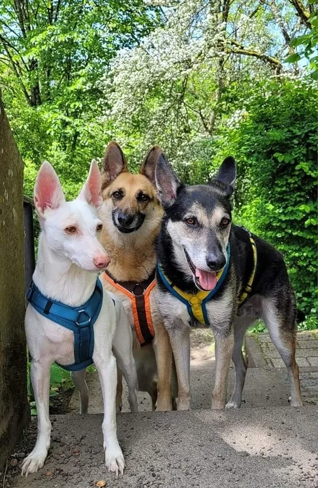 Eifel Urlaub mit Hunden Ferienhaus Schwalbennest Schalkenmehren